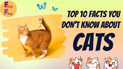 Top 10 Interesting Facts About Cats That You Didnt Know Fuzzy Folly