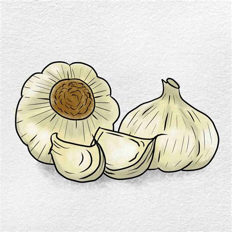 Garlic Drawing Helloartsy