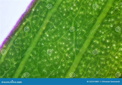 Close Up Texture Of Plants Cells Stock Image Image Of Microorganism