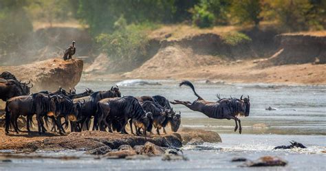 Serengeti National Park Nature Responsible Safaris