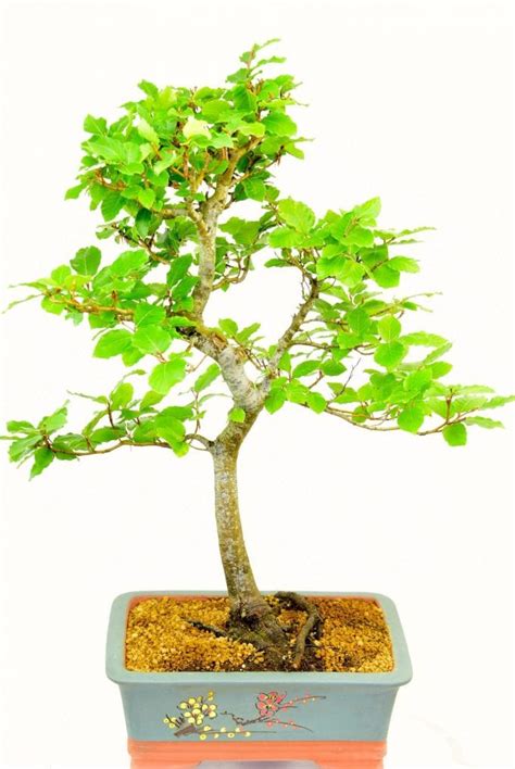 Superb Japanese White Beech For Sale Hardy Outdoor Bonsai For The Garden