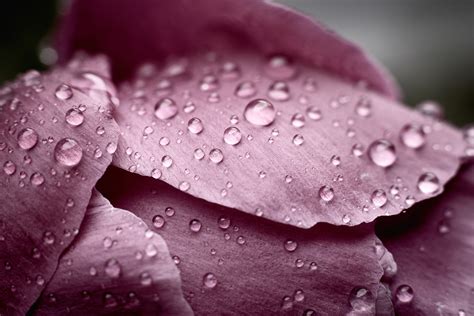 Closeup Photo Of Water Drops On Purple Petaled Flower HD Wallpaper Wallpaper Flare