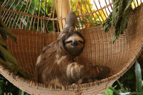 Buttercup The Sloth At Aviarios Del Caribe Sloth Sanctuary Located In