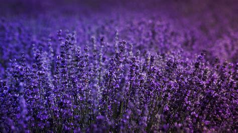 1920x1080 Lavender Field 5k Laptop Full Hd 1080p Hd 4k Wallpapers