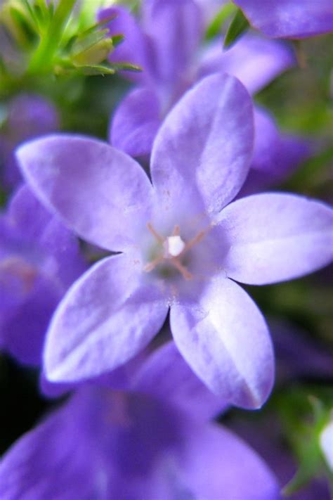 List of state flowers with pictures. 50+ Pictures of State Flowers - US State Flowers List