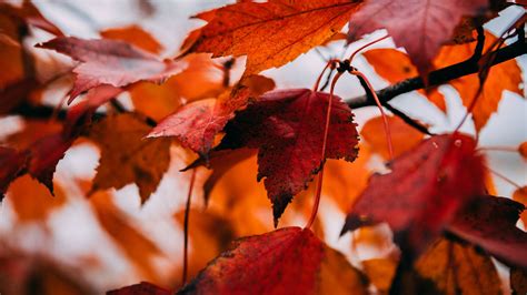 Download Wallpaper 1920x1080 Leaves Dry Autumn Branch Maple Full Hd