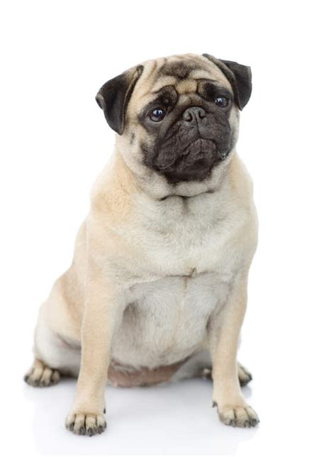 Pug Dogs Breed Information Omlet