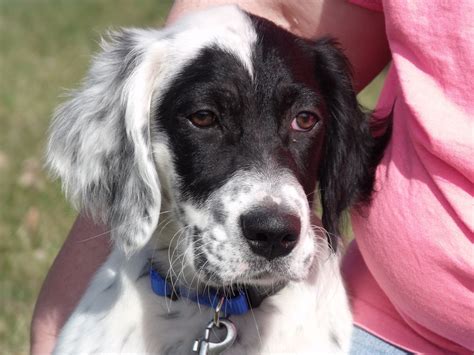 Look at pictures of english setter puppies who need a home. English Setter Puppies For Sale | Croswell, MI #265439