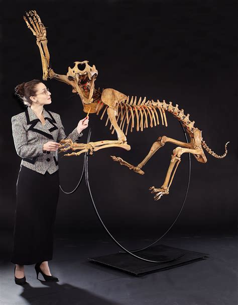 Cave Lion Skeleton Panthera Leo Atrox Photos —