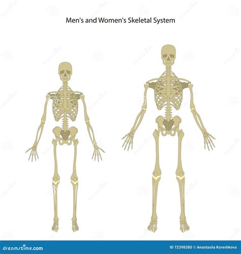 Diferencias Entre El Esqueleto Femenino Y Masculino Esqueleto Humano Images