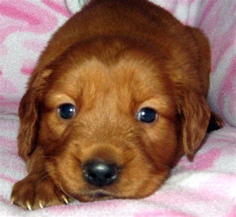 See more of golden retriever puppies for sale on facebook. Golden Retriever Puppies For Adoption FOR SALE ADOPTION ...