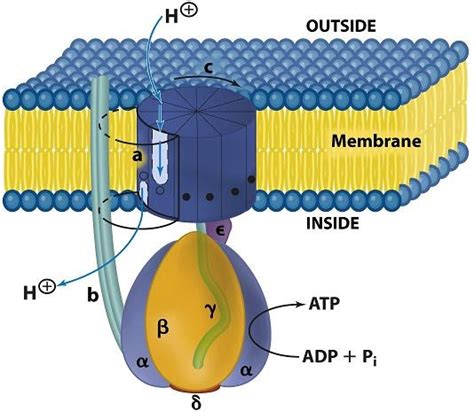 This enzyme interconverts two major energy currencies of a living cell: Sandwalk: How Cells Make ATP: ATP Synthase
