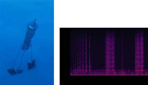 Figure 1 From Studies Of Noise Compensation In Marine Mammals