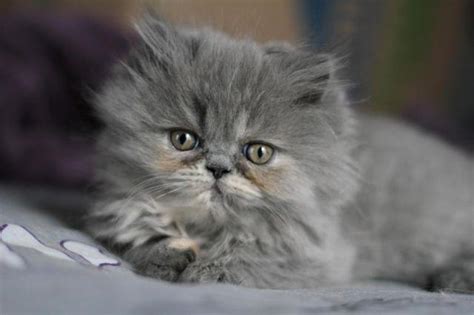 There are 2296 persian kittens for sale on etsy, and they cost $23.44 on average. Purebred Persian Kitten for Sale in Wauseon, Ohio ...