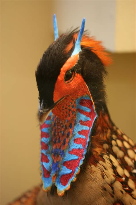 A Close Up Of A Colorful Bird With Feathers On Its Head