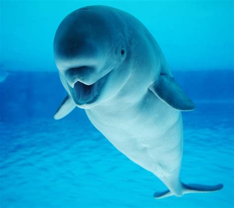 Beluga Whale Adaptations For Almost Everything Are Totally