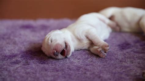 Sleeping Newborn Puppy Golden Retriever Stock Footage Sbv 315621770