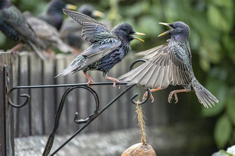 Brief And Entries Birds In Gardens And Yards Bird Photo Contest