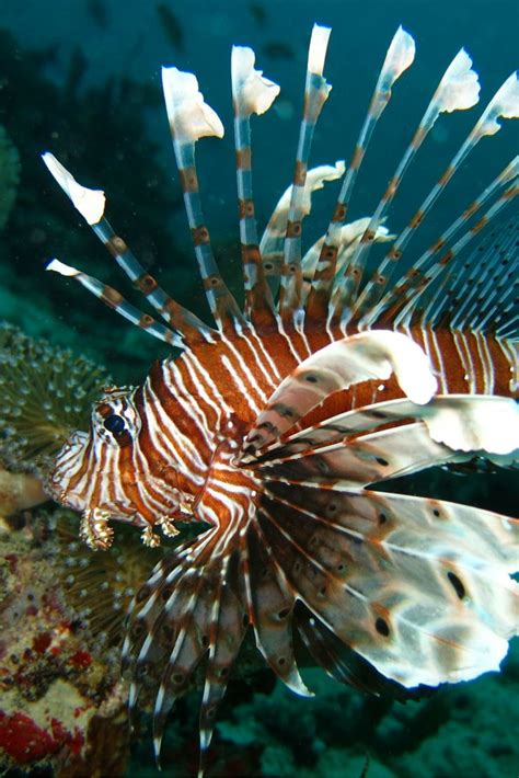 25 Best Fish Of Maldives Images On Pinterest Fish