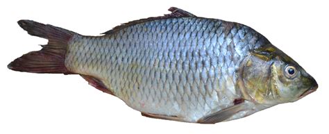 Fish Png Transparent Image Download Size 1600x653px