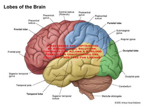 Amicus Illustration Of Amicus Anatomy Lobe Brain Lateral Frontal Temporal Parietal Occipital
