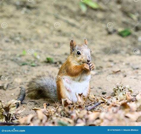 Squirrel Eating Nuts Stock Image Image Of Fluffy Creature 47435645