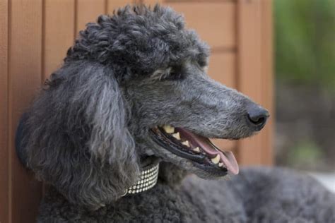 7 Types Of Poodles A Complete Guide With Pictures Poodle Report