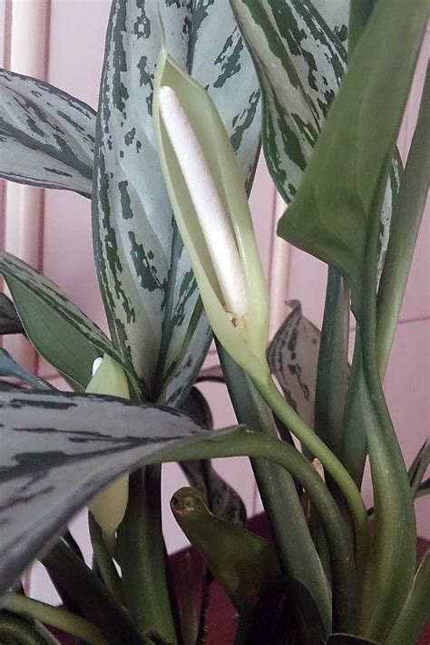 How To Grow Chinese Evergreen Aglaonema Make House Cool