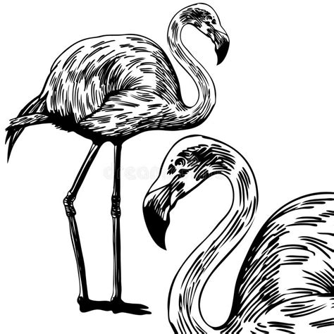 Flamingos Stock Vector Illustration Of Drawn White Vector 9569275