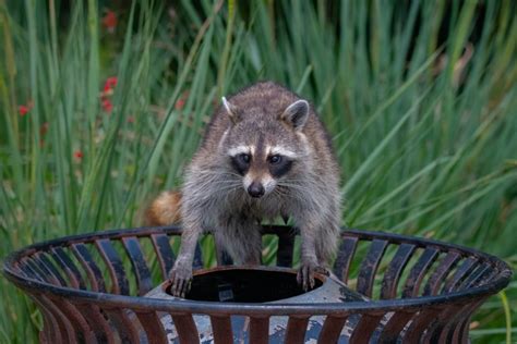Raccoon Damages Raccoon Removal And Repair
