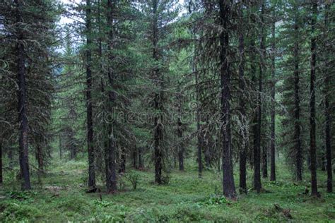 Taiga Forest In Russia At Summer Season Coniferous Trees Covered With