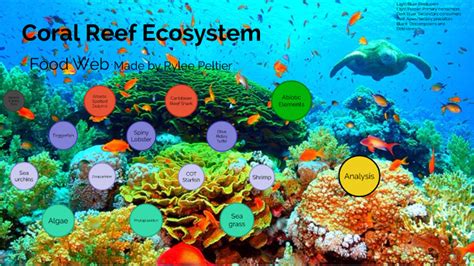 Coral Reef Ecosystem By Rylee Peltier On Prezi Next