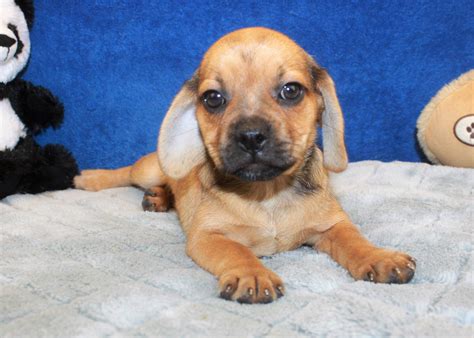 Puggle Puppies For Sale Long Island Puppies