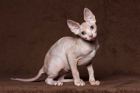 Sphynx Prices In 2023 Purchase Cost Vet Bills And Other Costs Az