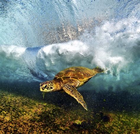 Stunning Photography By Clark Little Ocean Creatures Turtle Love