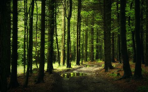 Hd Forest Background For Photoshop Carrotapp