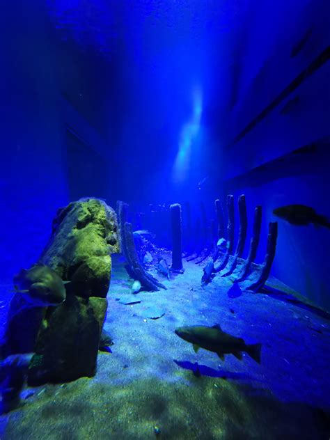 Baltic Sea Science Center The Predatory Fish Aquarium Zoochat
