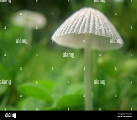 Ohio Mushrooms Hi Res Stock Photography And Images Alamy