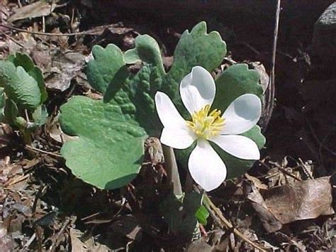 How To Grow Bloodroot Plants Plant Finder Trees To Plant