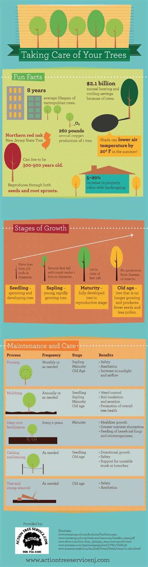 Taking Care Of Your Trees Infographic Tree Service Tree Care