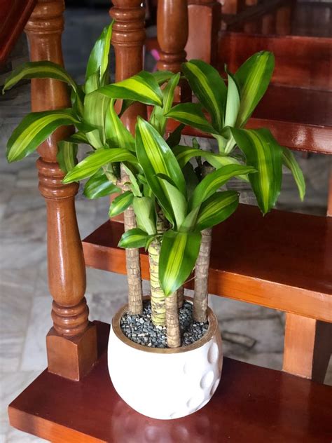 Indoor Plants Fortune Plant Furniture And Home Living Gardening