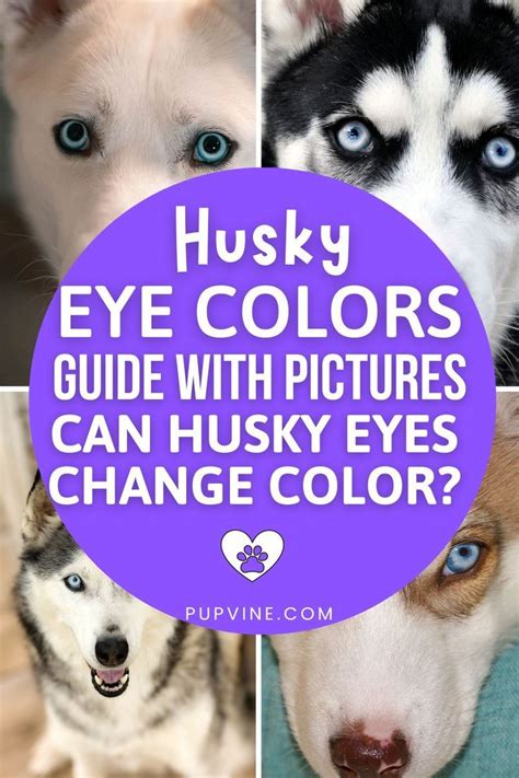 What Husky Eye Colors Are There Do Blue Eyed Huskies Have Some Vision