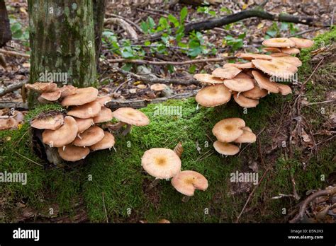 Bunch Of Honey Fungus Grows On Old Hornbeam Tree Closeup Stock Photo