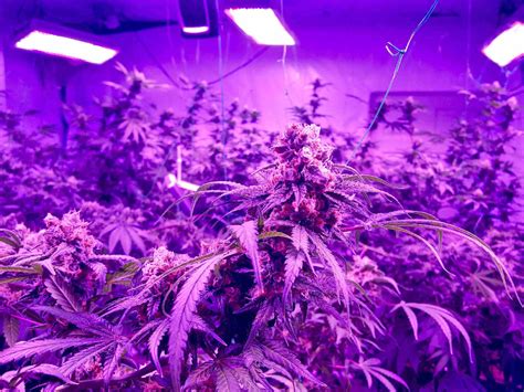 What are the best lights for growing weed? The Only LED Grow Lights for Marijuana