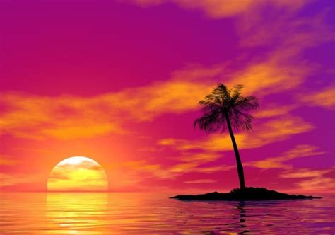 Scenic Purple Modern Palm Tree Palm Tree Sunset Summer Sunset Beach