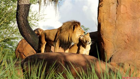 Disneys Animal Kingdom Wallpapers Wallpaper Cave