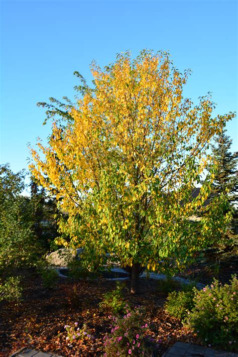 Spring Snow Crabapple Kiwi Nurseries Ltd