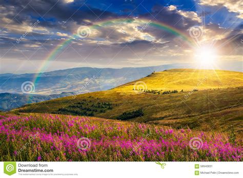 Wild Flowers On The Mountain Hill At Sunset Stock Image