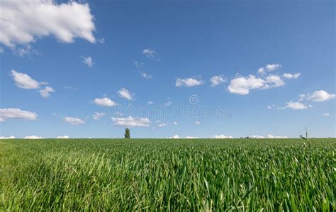 Wheat Field Green Meadow Blue Sky Stock Image Image Of