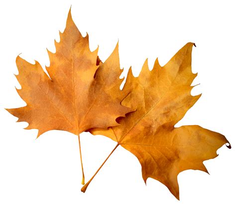 Falling Autumn Leaves Transparent Background Png Png Arts
